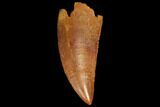 Serrated, Raptor Tooth - Real Dinosaur Tooth #123087-1